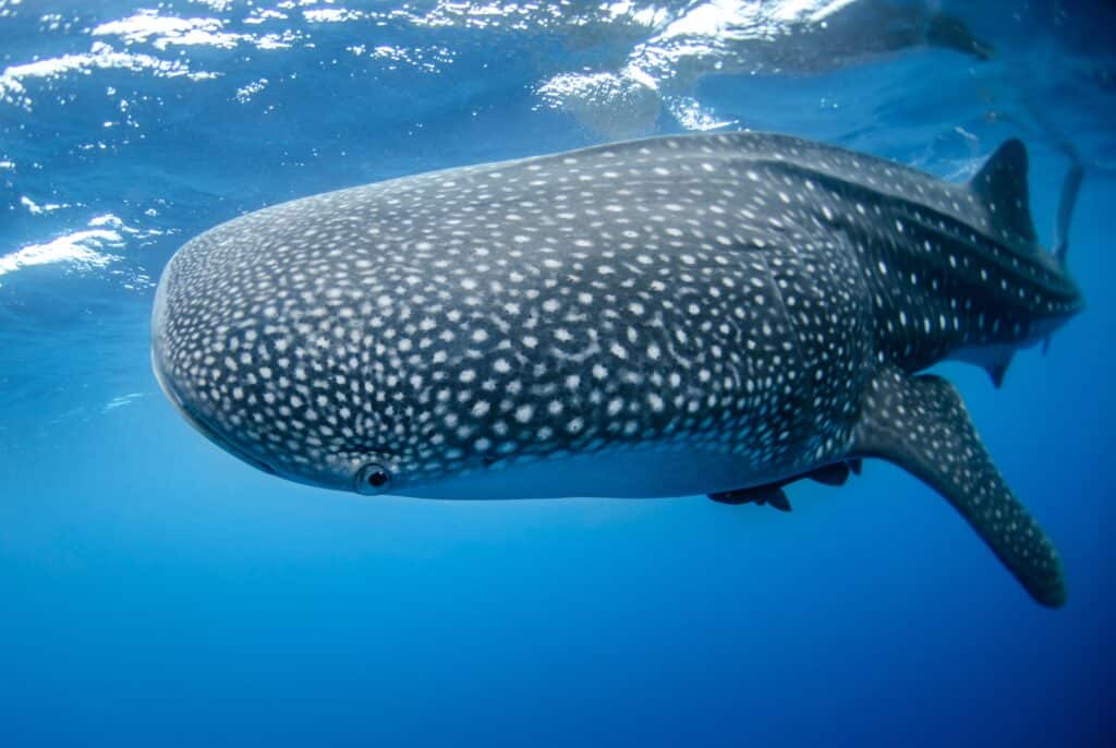 Rob DiNoto Whale Shark